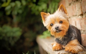 Niedliche Haustier, kleinen Hund HD Hintergrundbilder