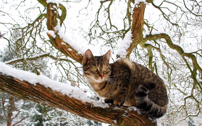 Hauskatze , Baum, Schnee, Winter Hintergrundbilder Bilder
