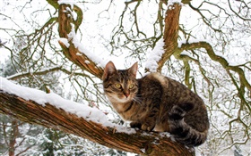Hauskatze , Baum, Schnee, Winter HD Hintergrundbilder