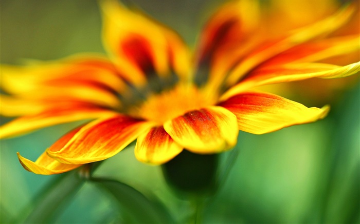 Blume Makro-Fotografie, Gelborange  Blütenblätter , Hintergrund verwischen Hintergrundbilder Bilder