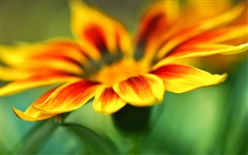 Blume Makro-Fotografie, Gelborange  Blütenblätter , Hintergrund verwischen HD Hintergrundbilder