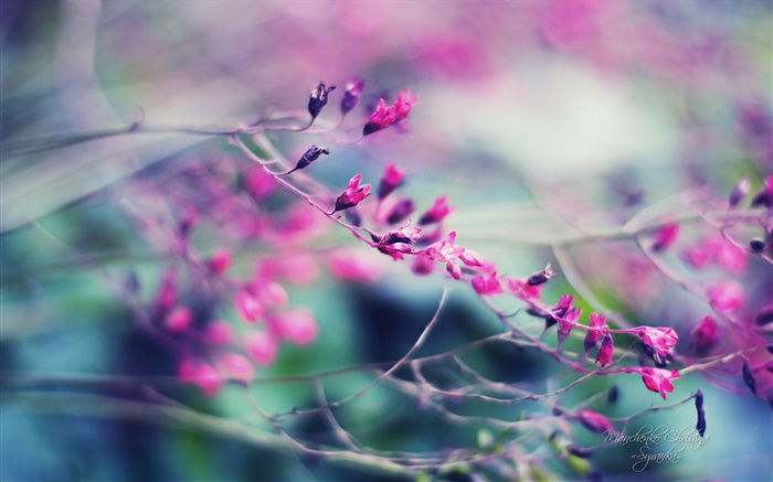 Hazy lila Blüten Hintergrundbilder Bilder