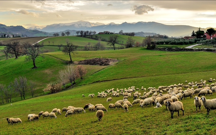 Italien, Kampanien, Hügel, Gras, Bäume, Schafe, Schafe Hintergrundbilder Bilder