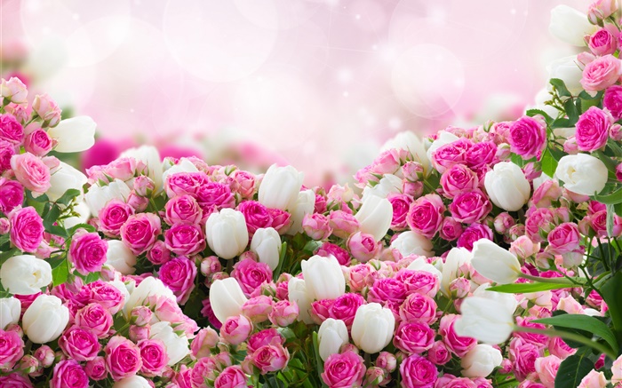 Viele Rosenblüten , Rosa und Weiß Hintergrundbilder Bilder