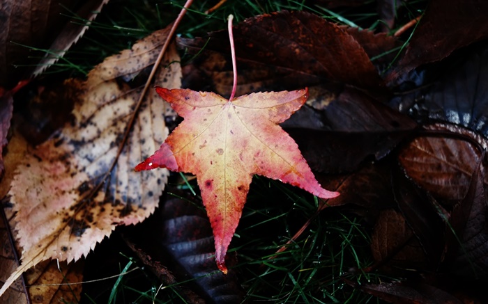 Maple Leaf, fallen, Herbst Hintergrundbilder Bilder