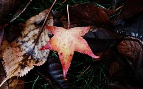 Maple Leaf, fallen, Herbst HD Hintergrundbilder