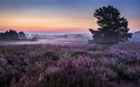 Morgen, Feld, Bäume, Blumen, Nebel HD Hintergrundbilder
