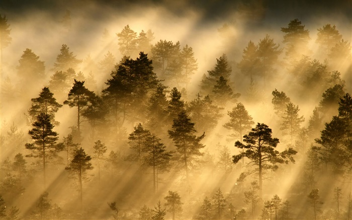 Morgen, Wald, Bäume, Nebel, Licht, Sonnenstrahlen Hintergrundbilder Bilder