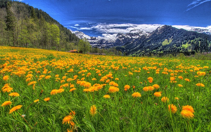 Berge, gelben Wildblumen , Neigung, Bäume, Wolken Hintergrundbilder Bilder