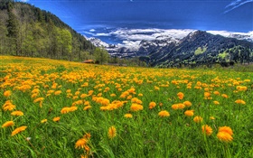 Berge, gelben Wildblumen , Neigung, Bäume, Wolken HD Hintergrundbilder