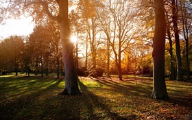 Park, Bäume, Sonnenuntergang, Herbst, Schatten
