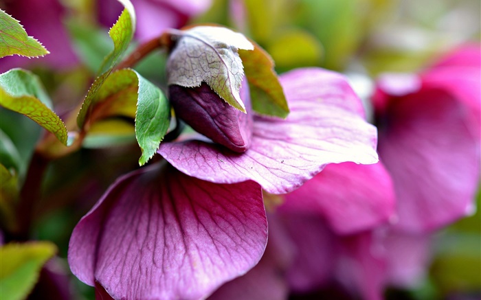 Rosa Blüten, Knospe, Blätter, Unschärfe Hintergrundbilder Bilder
