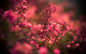 Rosa Rose Blumen, Bokeh HD Hintergrundbilder