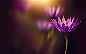 Purpurrote Blume close-up, Bokeh HD Hintergrundbilder