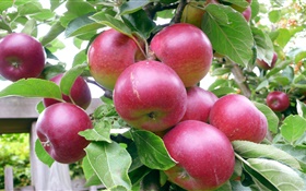 Rote Äpfel, Baum, grüne Blätter, Sommer, Ernte HD Hintergrundbilder
