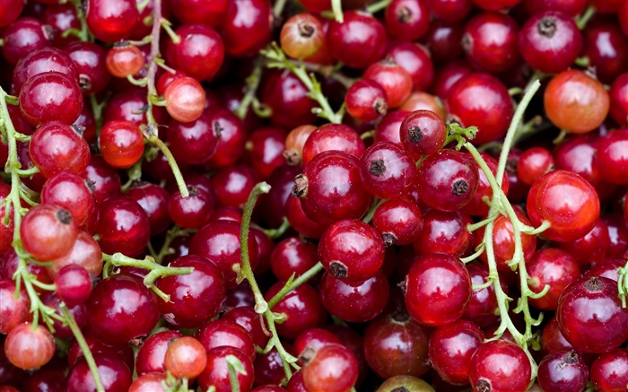 Rote Beeren, saure Früchte Hintergrundbilder Bilder