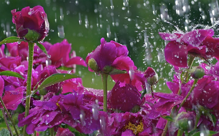 Rote Blumen in der regen, Wassertropfen Hintergrundbilder Bilder