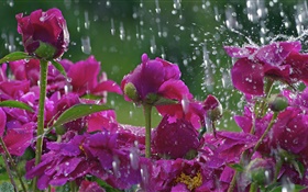Rote Blumen in der regen, Wassertropfen