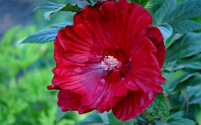 Rote Hibiskusblüte, Rose China Hintergrundbilder Bilder