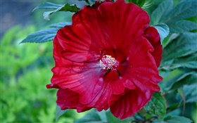 Rote Hibiskusblüte, Rose China HD Hintergrundbilder