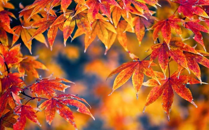 Rote Ahornblätter , Herbst, Bokeh Hintergrundbilder Bilder