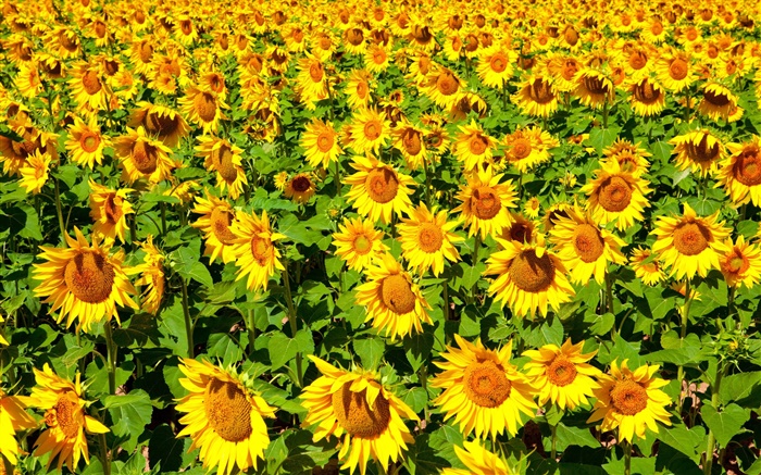 Sonnenblumen -Feld, Sommer Hintergrundbilder Bilder