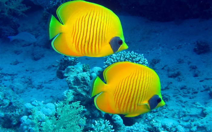 Tropische Fische, Unterwasser , gelb Korallenfische Hintergrundbilder Bilder