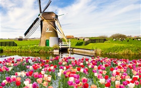 Dorf, Windmühle , Tulpe Blumen, Fluss, Kuh, Frühling HD Hintergrundbilder