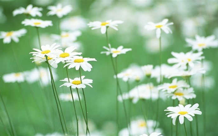 Weiße Margeriten , Blumen, grünen Hintergrund Hintergrundbilder Bilder