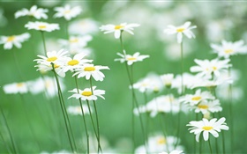 Weiße Margeriten , Blumen, grünen Hintergrund HD Hintergrundbilder
