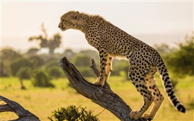 Afrika, Geparden Seitenansicht , Baum HD Hintergrundbilder