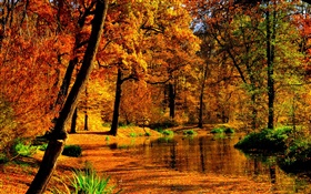 Herbst, Teich, Wasser, gelbe Blätter, Bäume HD Hintergrundbilder