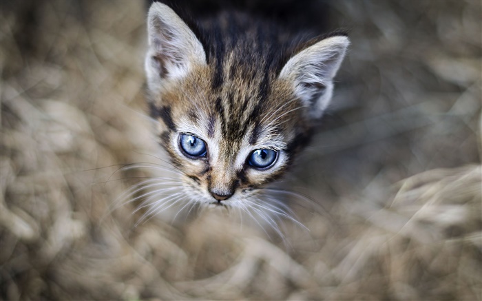 Blaue Augen Kätzchen, Gesicht, Bokeh Hintergrundbilder Bilder