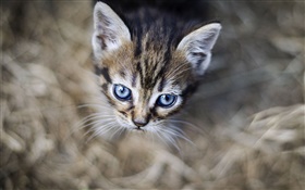Blaue Augen Kätzchen, Gesicht, Bokeh HD Hintergrundbilder