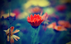 Blur-Stil, rote Blume, Blütenblätter , Gras HD Hintergrundbilder