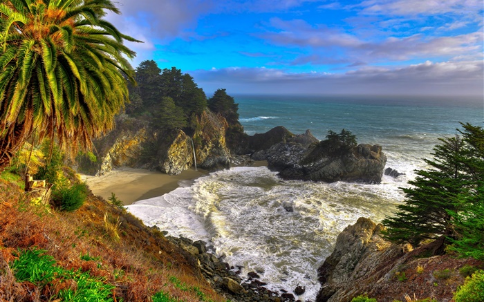 Kalifornien, USA, Palma, Küste, Meer, Bäume Hintergrundbilder Bilder