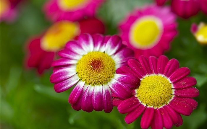 Kamille, rosa Blüten, Bokeh Hintergrundbilder Bilder