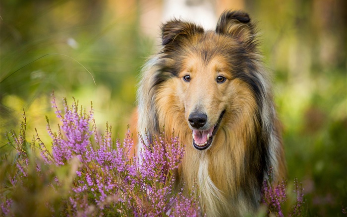 Netter Collie, Hund, Blumen Hintergrundbilder Bilder