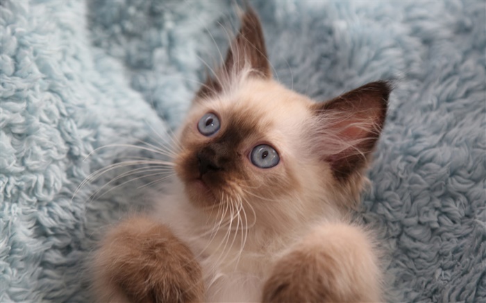 Nettes Kätzchen, Augen, Schnurrbart Hintergrundbilder Bilder