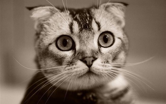 Nettes Kätzchen Gesicht, Bokeh Hintergrundbilder Bilder