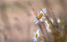 Gänseblümchen Blumen, Gras, verschwommen HD Hintergrundbilder