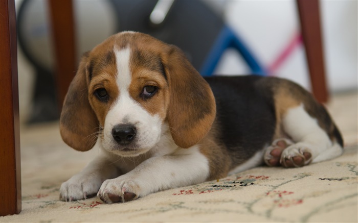 Hund, Beagle, niedliche Haustier Hintergrundbilder Bilder
