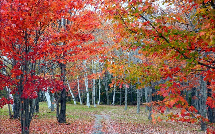 Wald, Bäume, rote Blätter, Herbst, Weg Hintergrundbilder Bilder