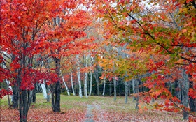 Wald, Bäume, rote Blätter, Herbst, Weg