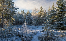 Wald, Bäume, Schnee, Winter HD Hintergrundbilder