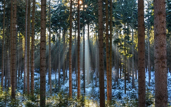 Wald, Bäume, Winter, Schnee, Sonne Strahlen Hintergrundbilder Bilder