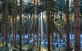 Wald, Bäume, Winter, Schnee, Sonne Strahlen HD Hintergrundbilder