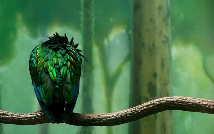 Grüne Federn Vogel Rückansicht Hintergrundbilder Bilder