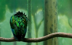 Grüne Federn Vogel Rückansicht HD Hintergrundbilder