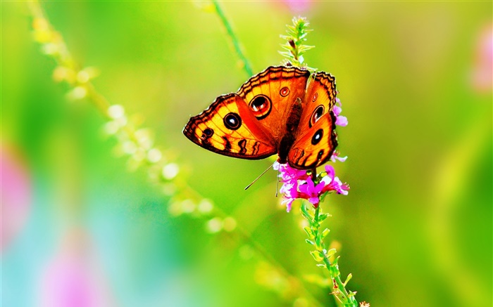 Insekt close-up, Schmetterling, Blume, Sommer Hintergrundbilder Bilder